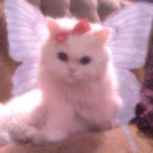 Meet your Posher, Ryann